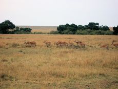 064_Kenya.jpg