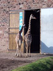 011_Chester_Zoo.jpg