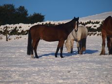 001_Snowy_Horses_2010.jpg