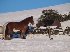 002_Snowy_Horses_2010.jpg
