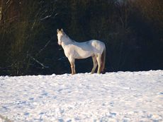 003_Snowy_Horses_2010.jpg