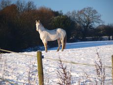 004_Snowy_Horses_2010.jpg
