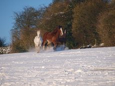 009_Snowy_Horses_2010.jpg