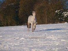 011_Snowy_Horses_2010.jpg
