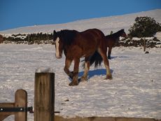 013_Snowy_Horses_2010.jpg