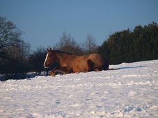 022_Snowy_Horses_2010.jpg
