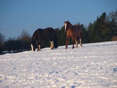 023_Snowy_Horses_2010.jpg
