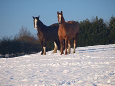 024_Snowy_Horses_2010.jpg